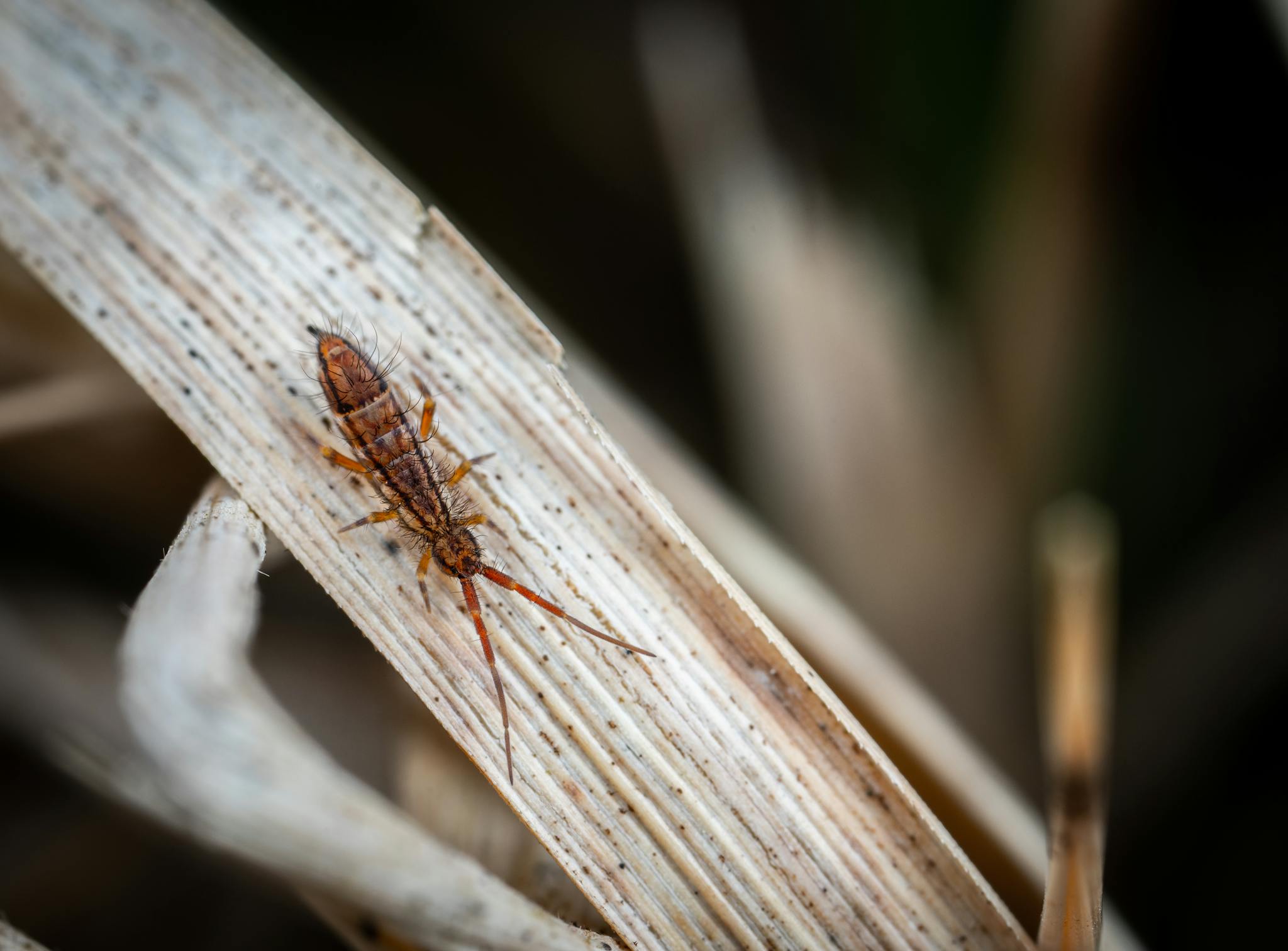Close-up macro image of a springtail insect on a dried leaf, showcasing intricate details.