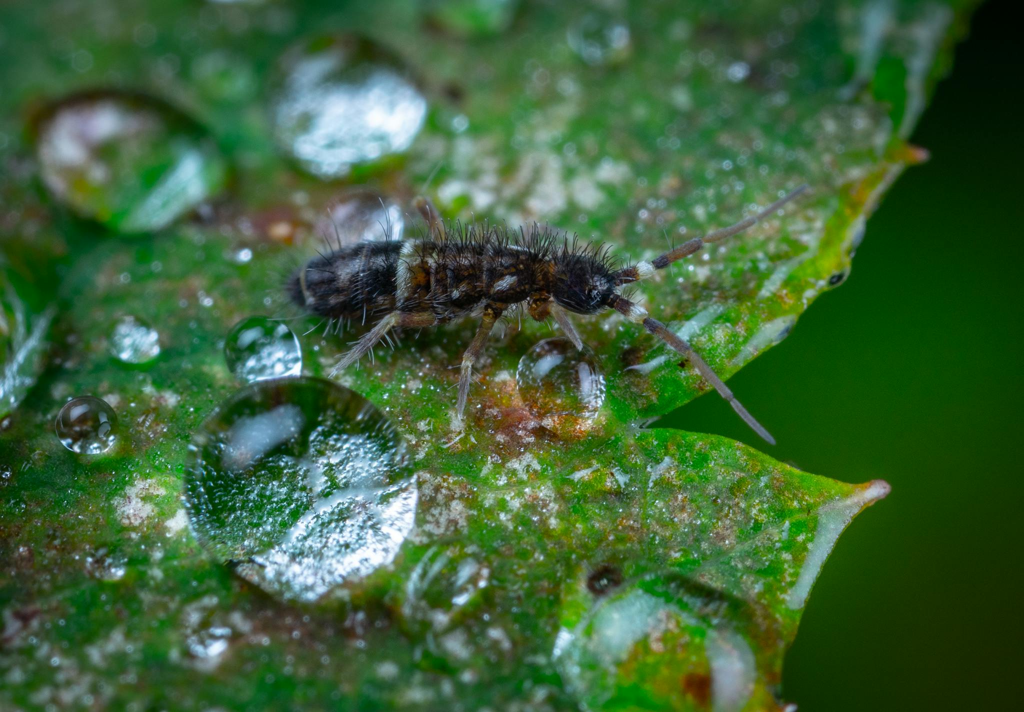 Close-up of a springtail on a dewy green leaf, showcasing intricate details.