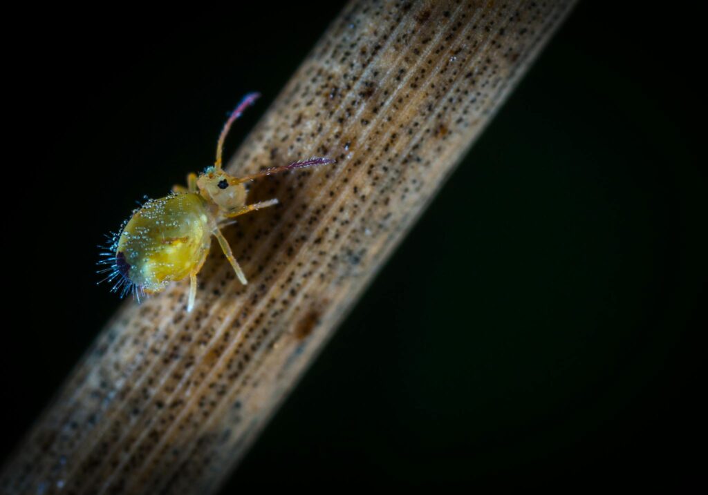 Close-up view of a colorful springtail insect on a textured twig, showcasing its vibrant colors and detailed features.