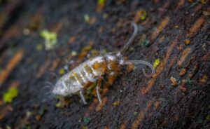Detailed macro image of a springtail on a damp forest floor with visible textures.