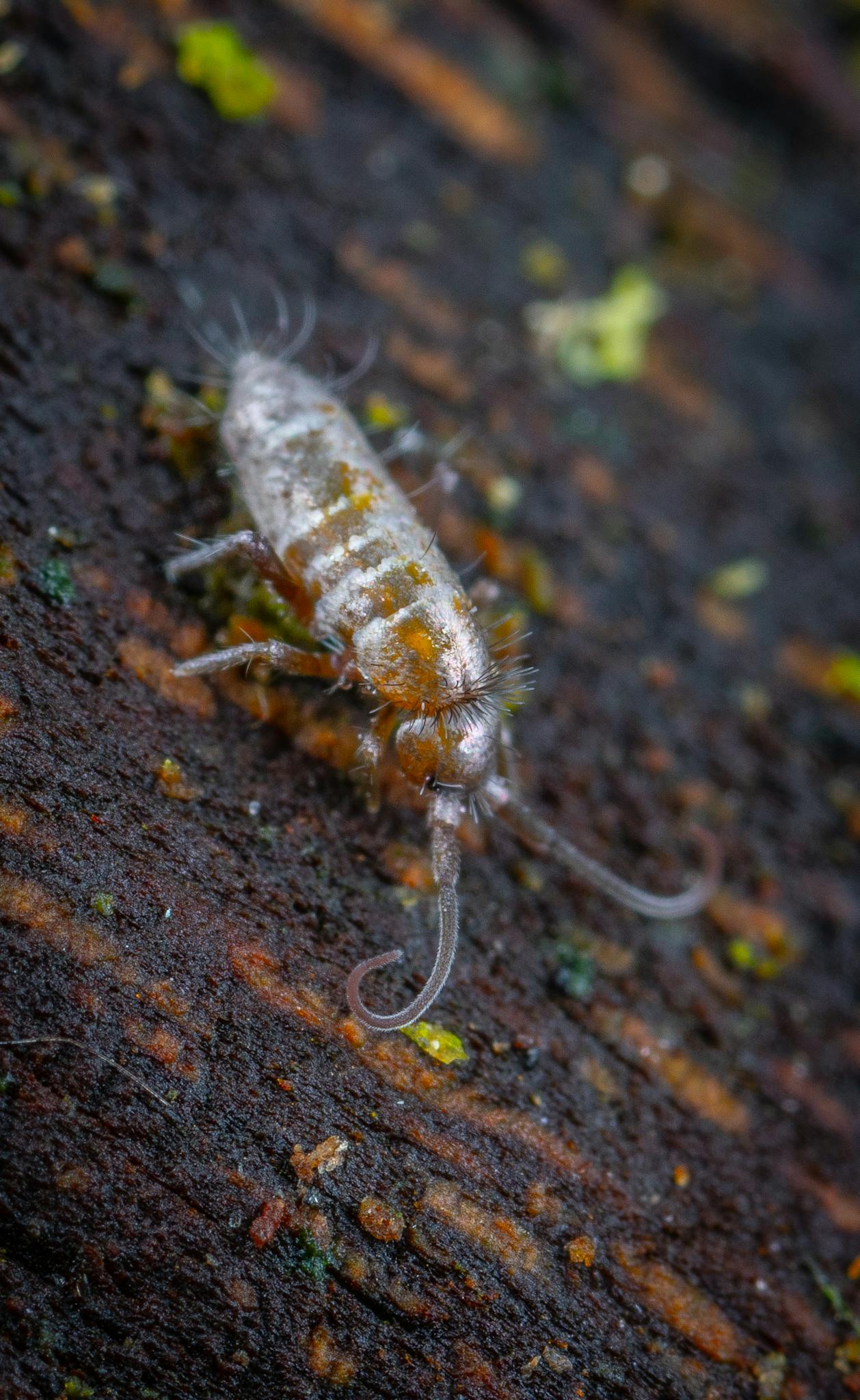 Detailed macro image of a springtail on a damp forest floor with visible textures.
