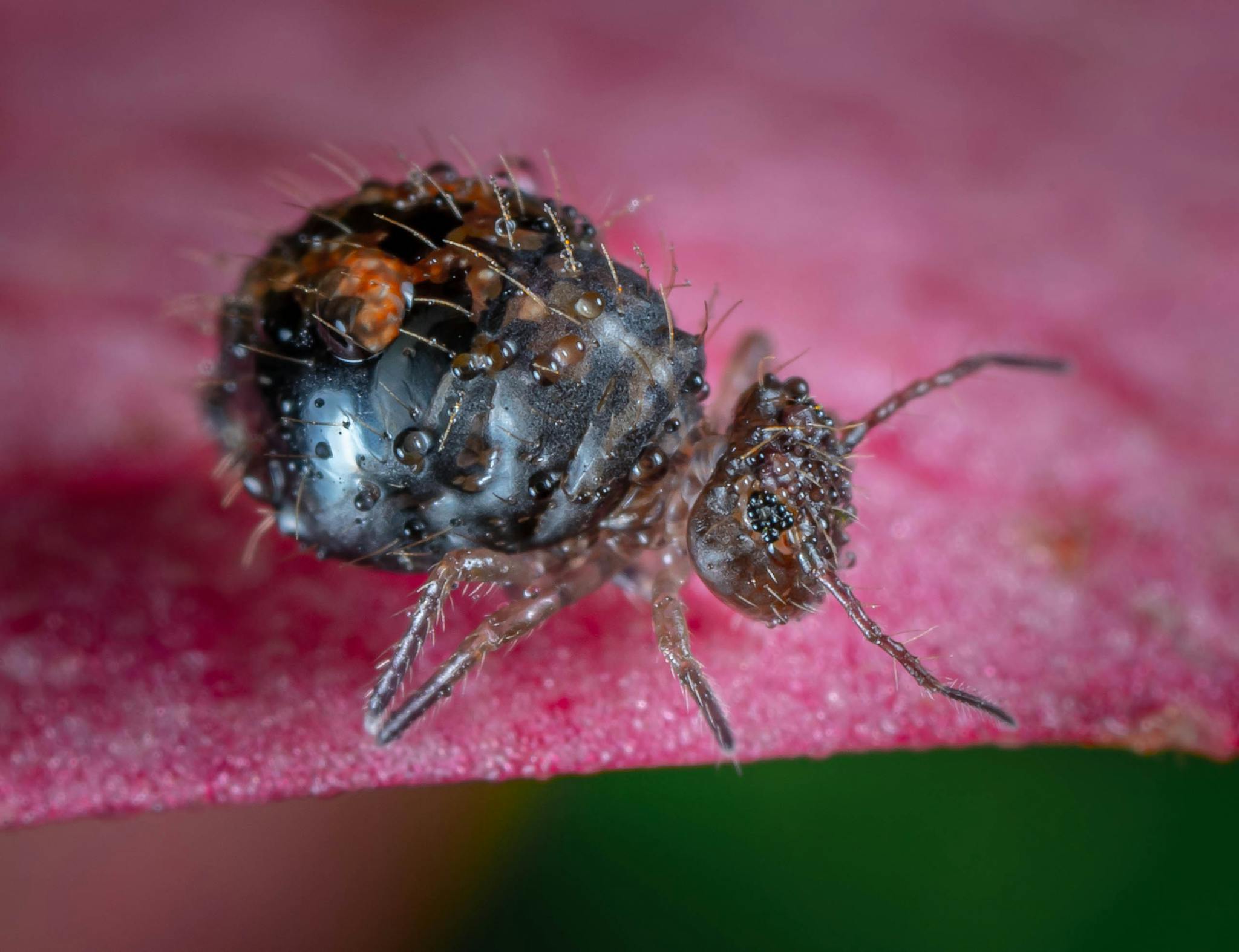 Detailed macro image of Allacma fusca, a tiny black insect on a vibrant pink leaf.