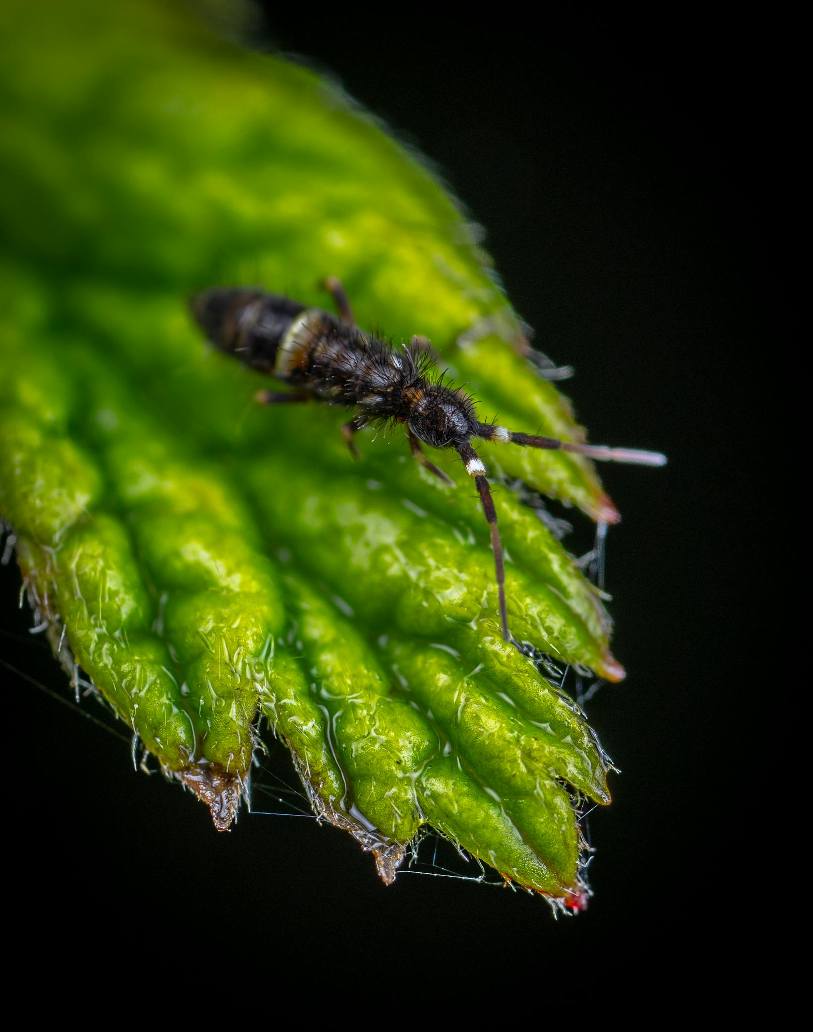 Detailed macro photograph of a springtail on a vibrant green leaf.