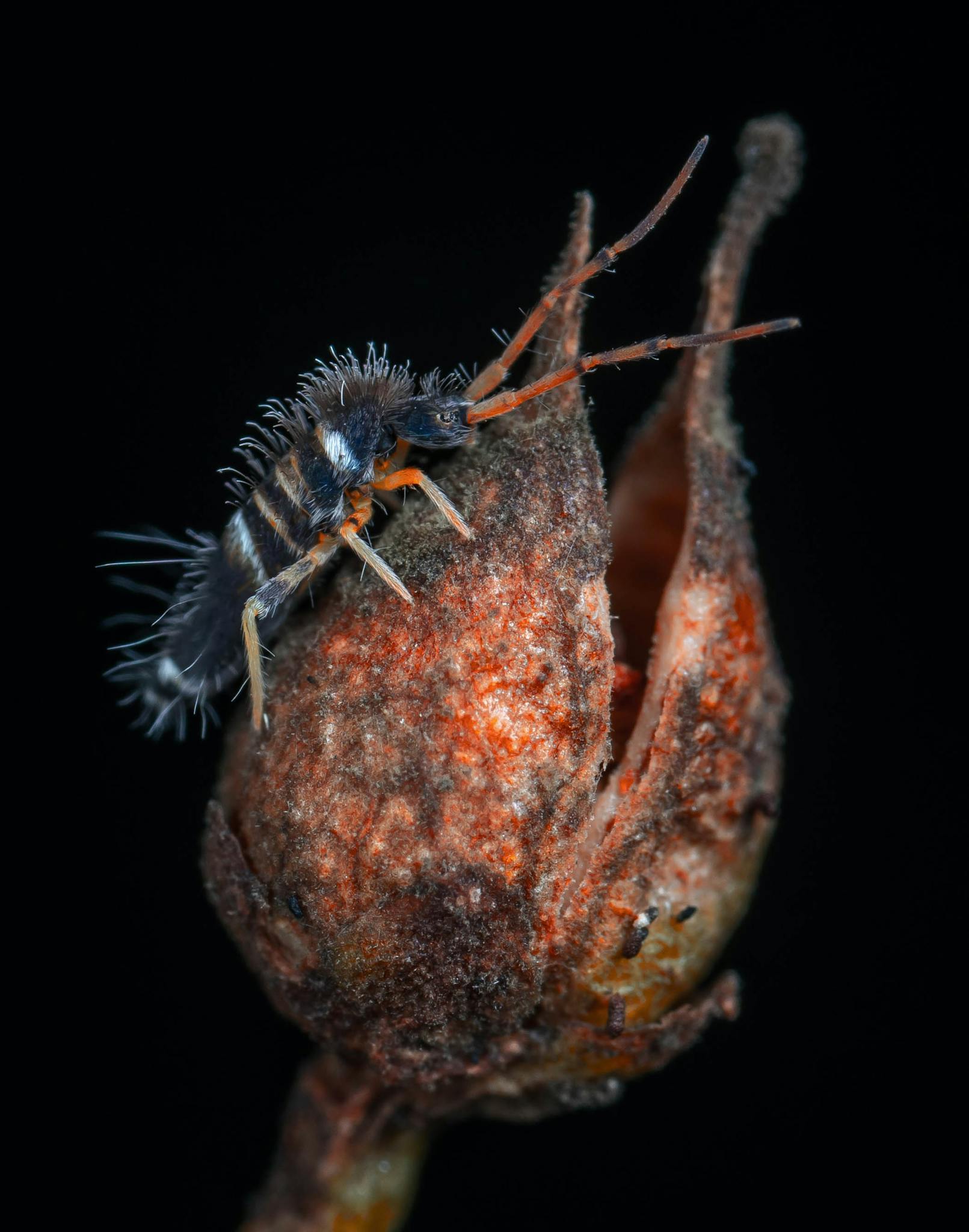 Detailed macro shot of a springtail insect on a dried seed pod against a black background.