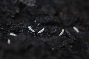 Welcome to Mesofauna.com: The Mesoscopic Frontier