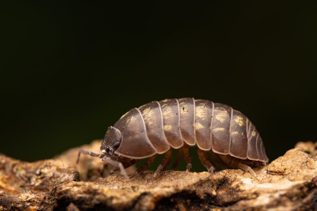 Close-up photo of a common pill bug on a piece of wood with detailed texture.