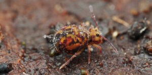 The Delongi Dilemma: How Citizen Scientists Uncovered a 2,000-ID Mistake