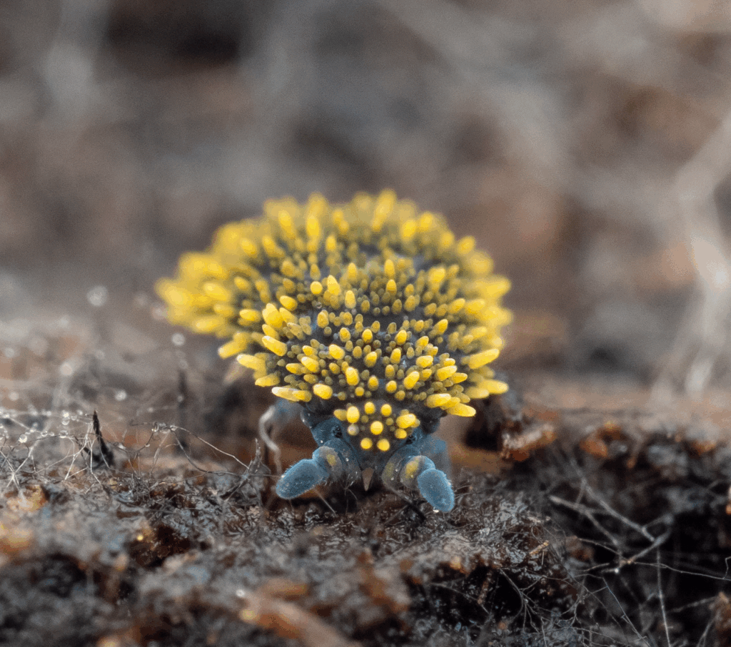 Springtail Species Profiles | Mesofauna.com