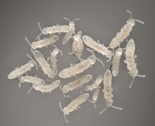 Folsomia Candida - Mesofauna.com