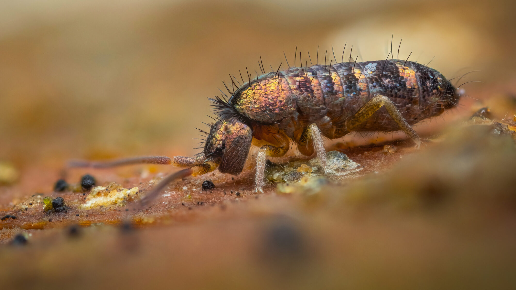 What Are Springtails Used For? Bioactive, Terrariums & Science