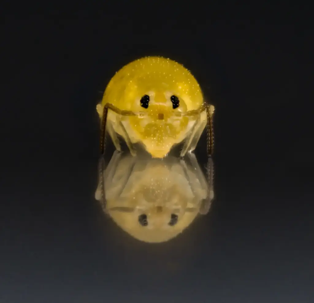 Photograph of Deuterosminthurus nonfasciatus 