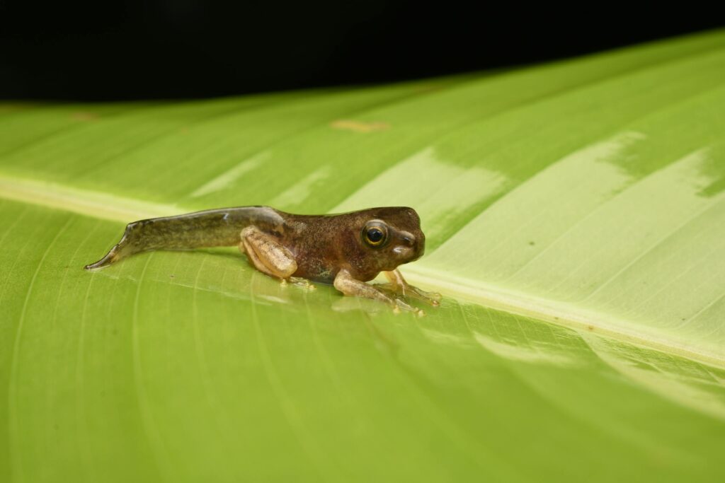 Detailed shot of a frog tadpole resting on a green leaf in its natural habitat.